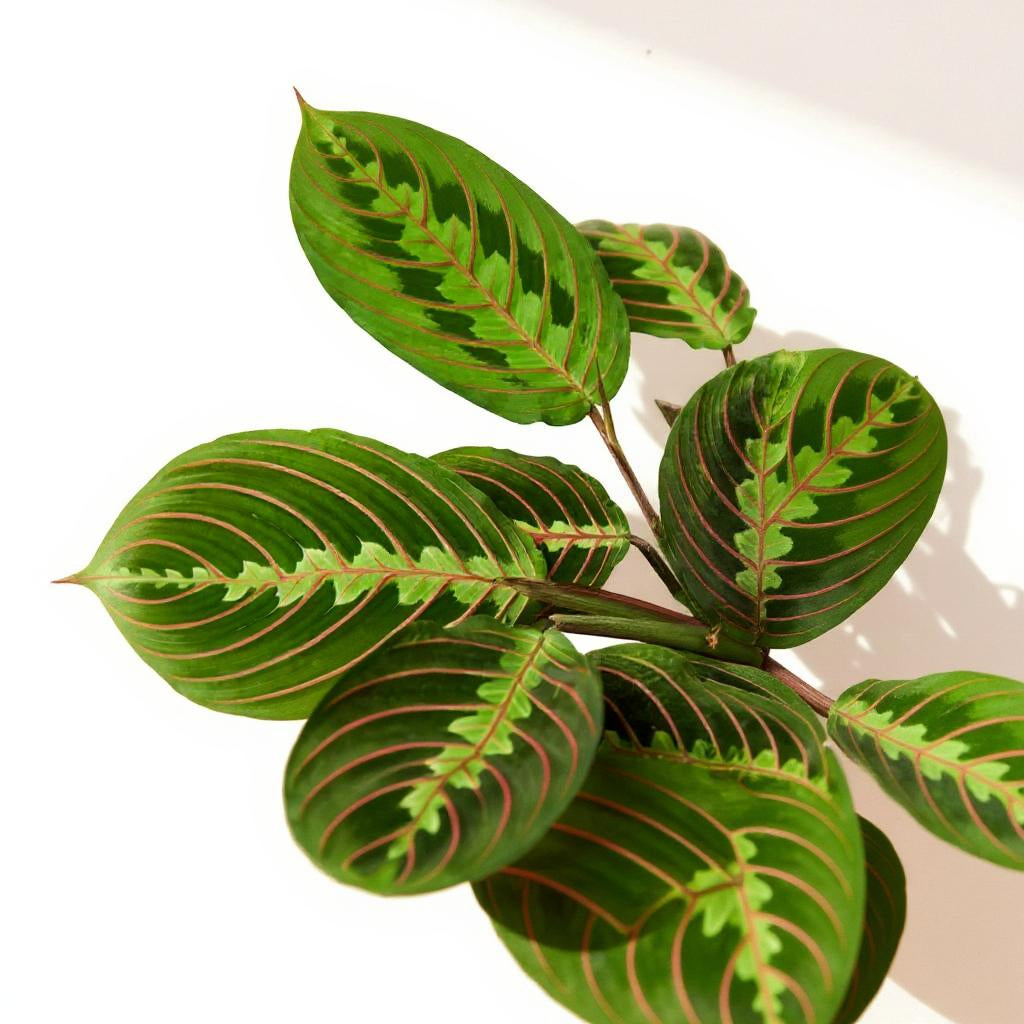Maranta Leuconeura Red Prayer Plant - Pet Safe Non-Toxic Vibrant Red-Veined Folding Crimson Patterns Easy Care