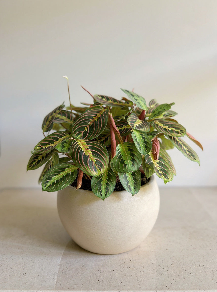 Maranta Leuconeura Red Prayer Plant - Pet Safe Non-Toxic Houseplant