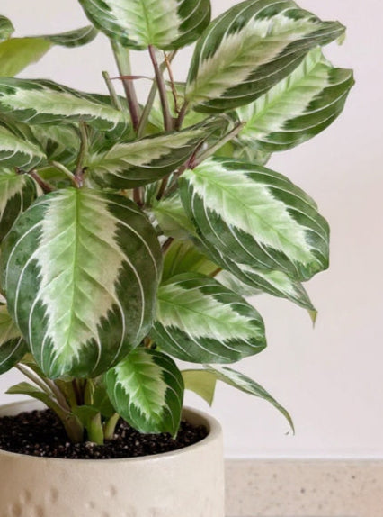 Maranta Silver Band Prayer Plant - Pet Safe Non-Toxic Silver-Green Easy Care
