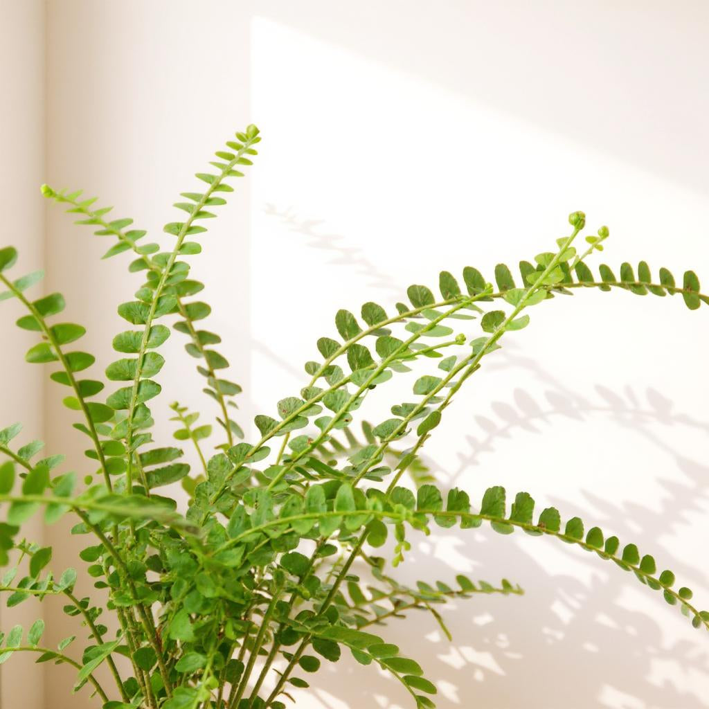 Nephrolepis Cordifolia Lemon Button Fern - Pet Safe Non-Toxic Vibrant Yellow Green Compact Humidity