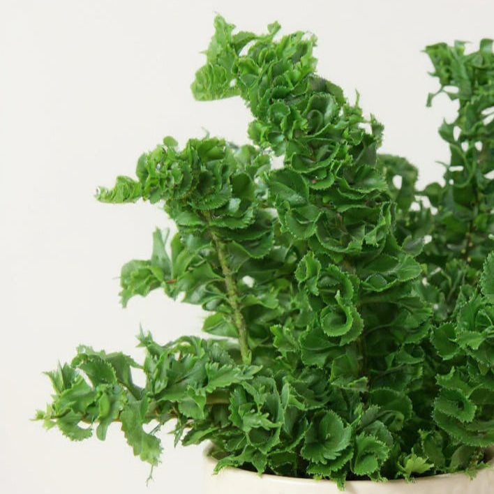 Nephrolepis Exaltata Emina Fern - Pet Safe Non-Toxic Curly Ruffled Air Purifying Easy Care