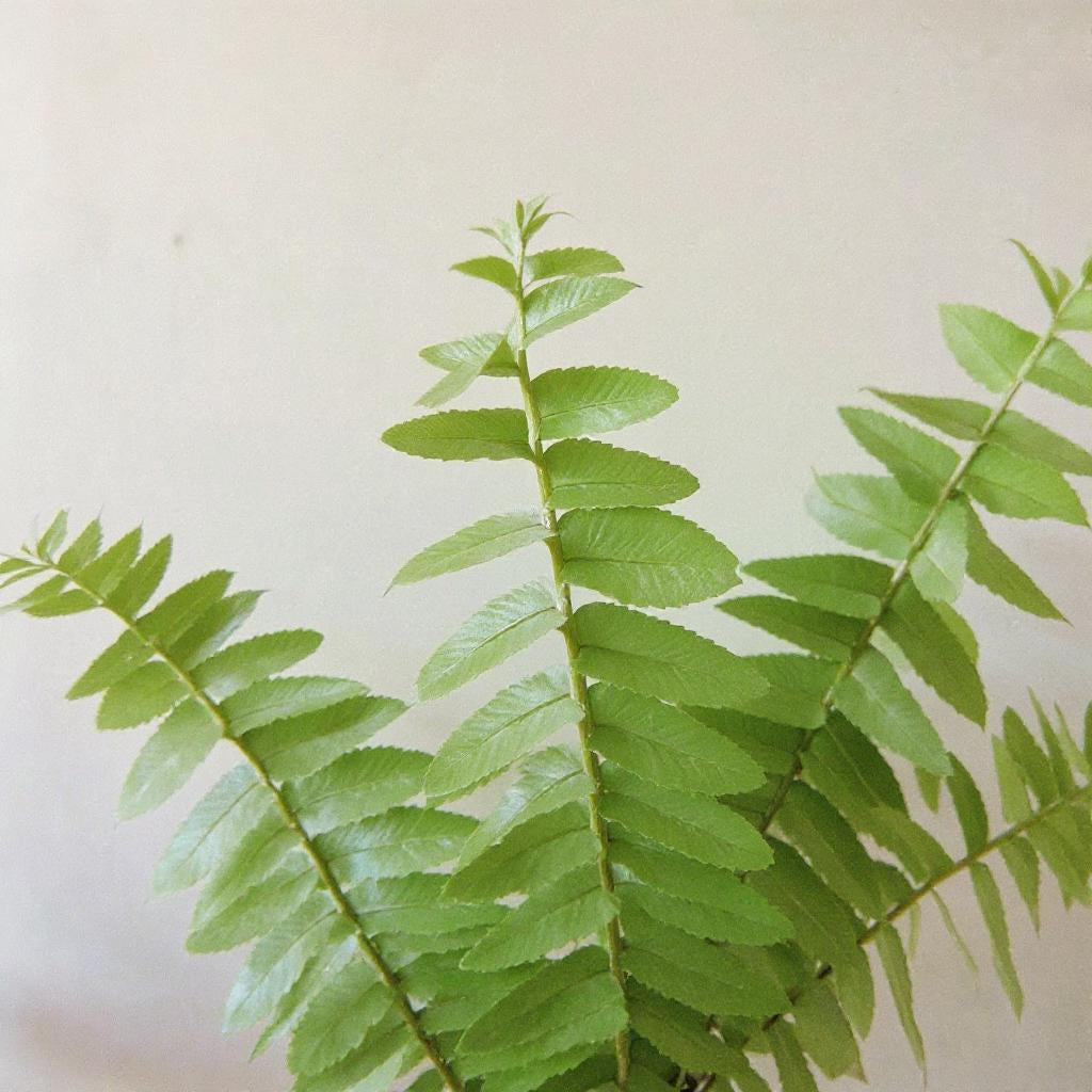 Nephrolepis Obliterata Jester's Crown Sword Fern - Pet Safe Non-Toxic Dense Arching Easy Care