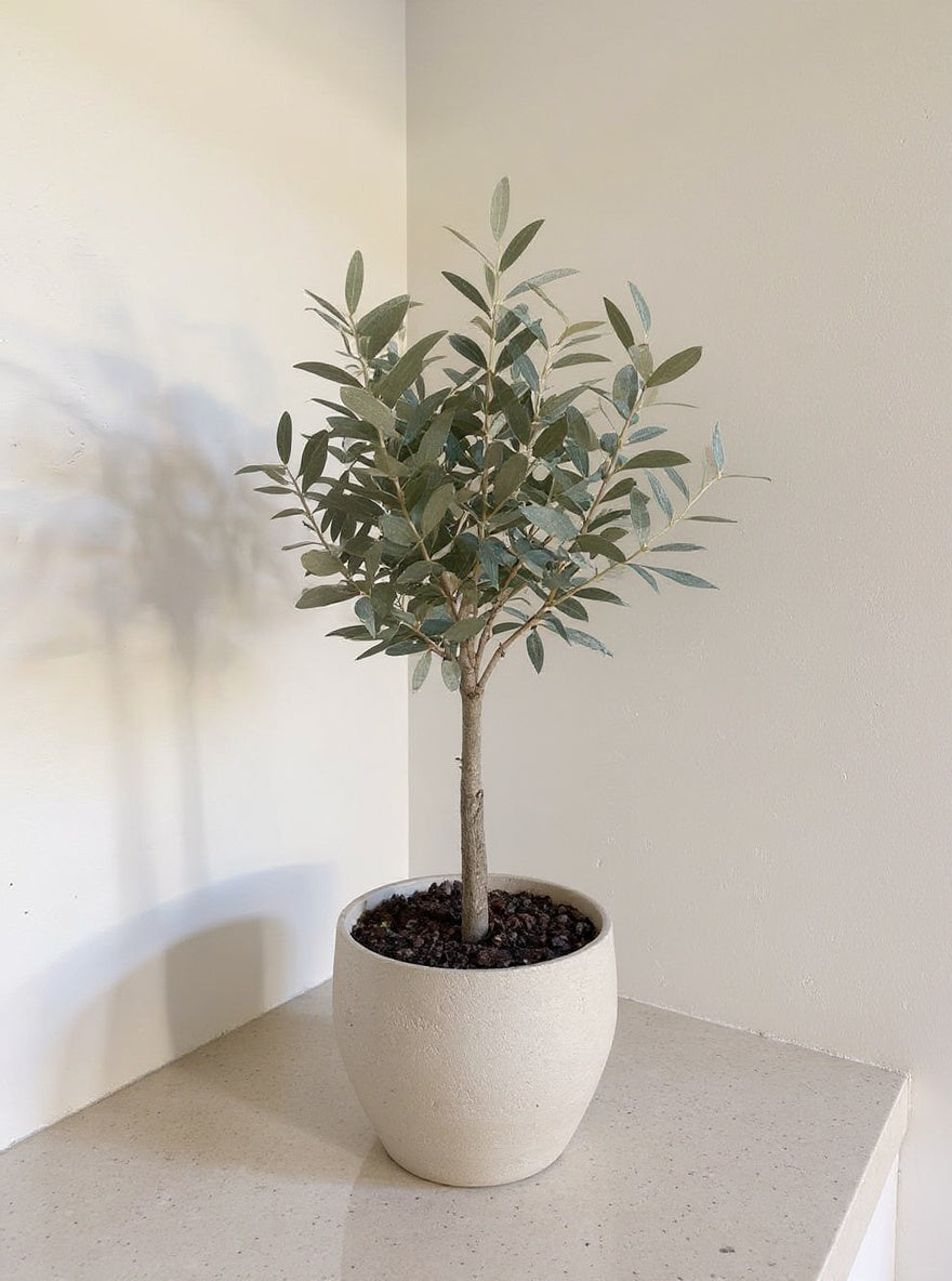 Olive Tree Olea europaea - Pet Safe Non-Toxic Mediterranean Indoor Statement Tree
