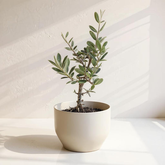 Olive Tree Olea europaea - Pet Safe Non-Toxic Mediterranean Indoor Statement Tree
