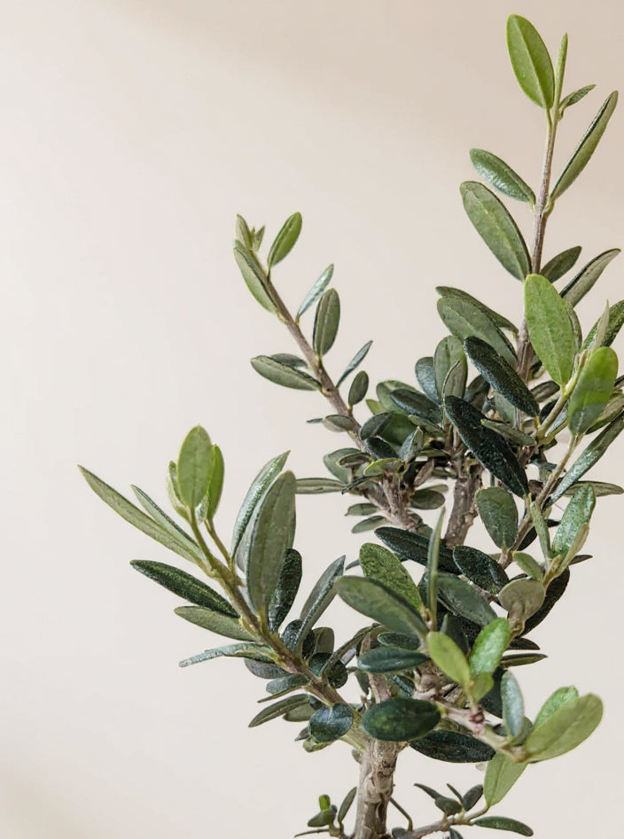 Olive Tree Olea europaea - Pet Safe Non-Toxic Mediterranean Indoor Statement Tree