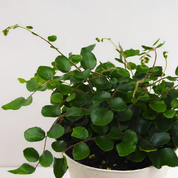 Pellaea Rotundifolia Button Fern - Pet Safe Non-Toxic Round Fronds Air Purifying Easy Care