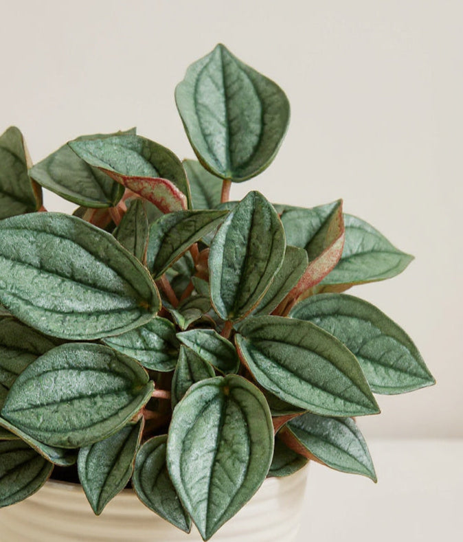 Peperomia Albovittata Napoli Nights - Pet Safe Non-Toxic Silvery Heart-Shaped Dark Veined Easy Care