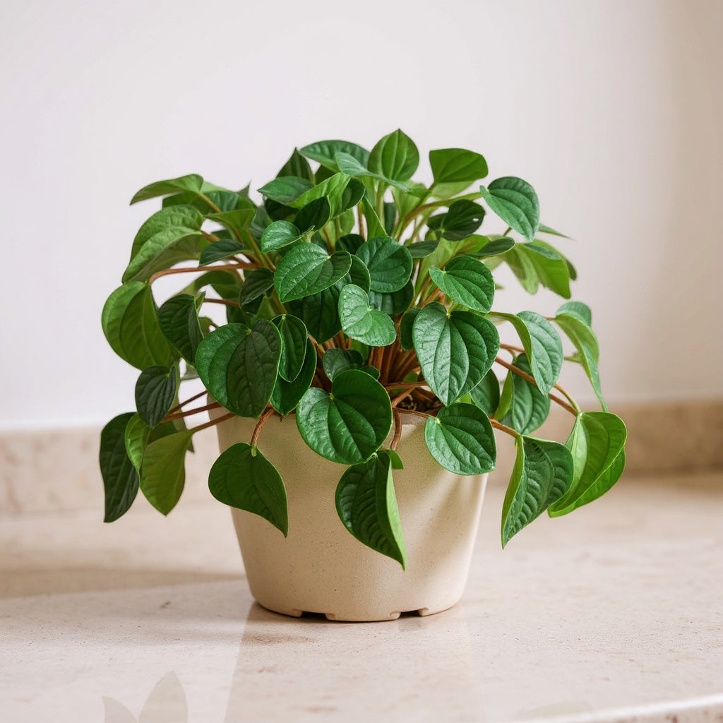 Peperomia Albovittata Rana Verde Green Frog Plant - Pet Safe Non-Toxic Houseplant