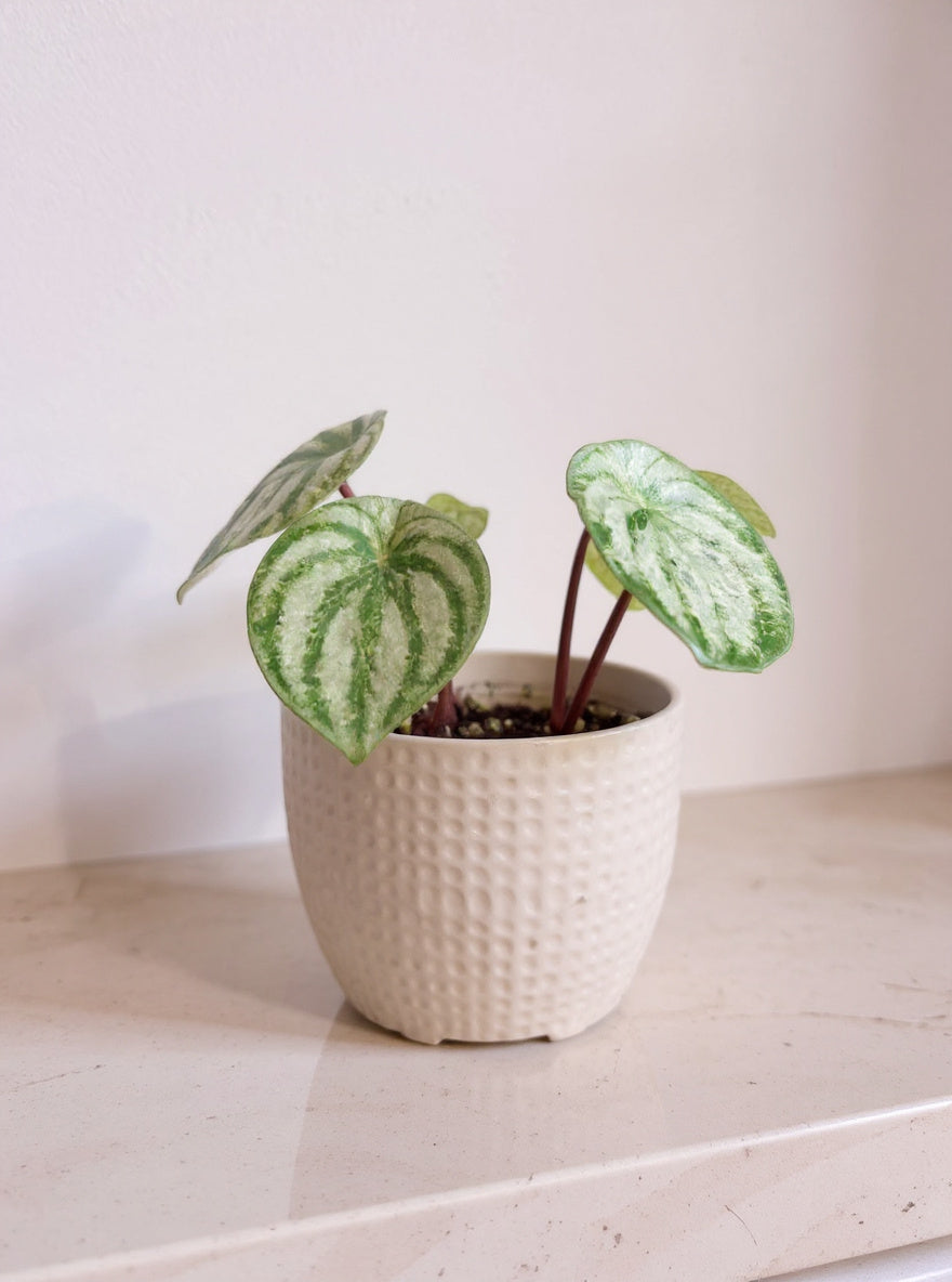 Peperomia Argyreia Variegated Watermelon Peperomia - Pet Safe Non-Toxic Gold Dusted Red Stems Easy Care