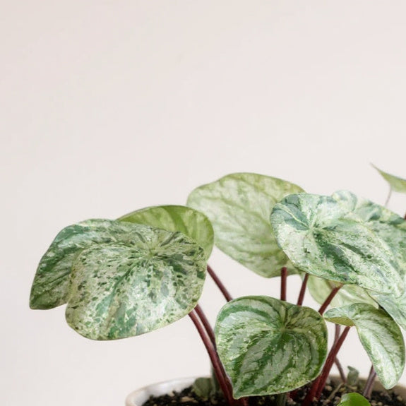 Peperomia Argyreia Variegated Watermelon Peperomia - Pet Safe Non-Toxic Gold Dusted Red Stems Easy Care