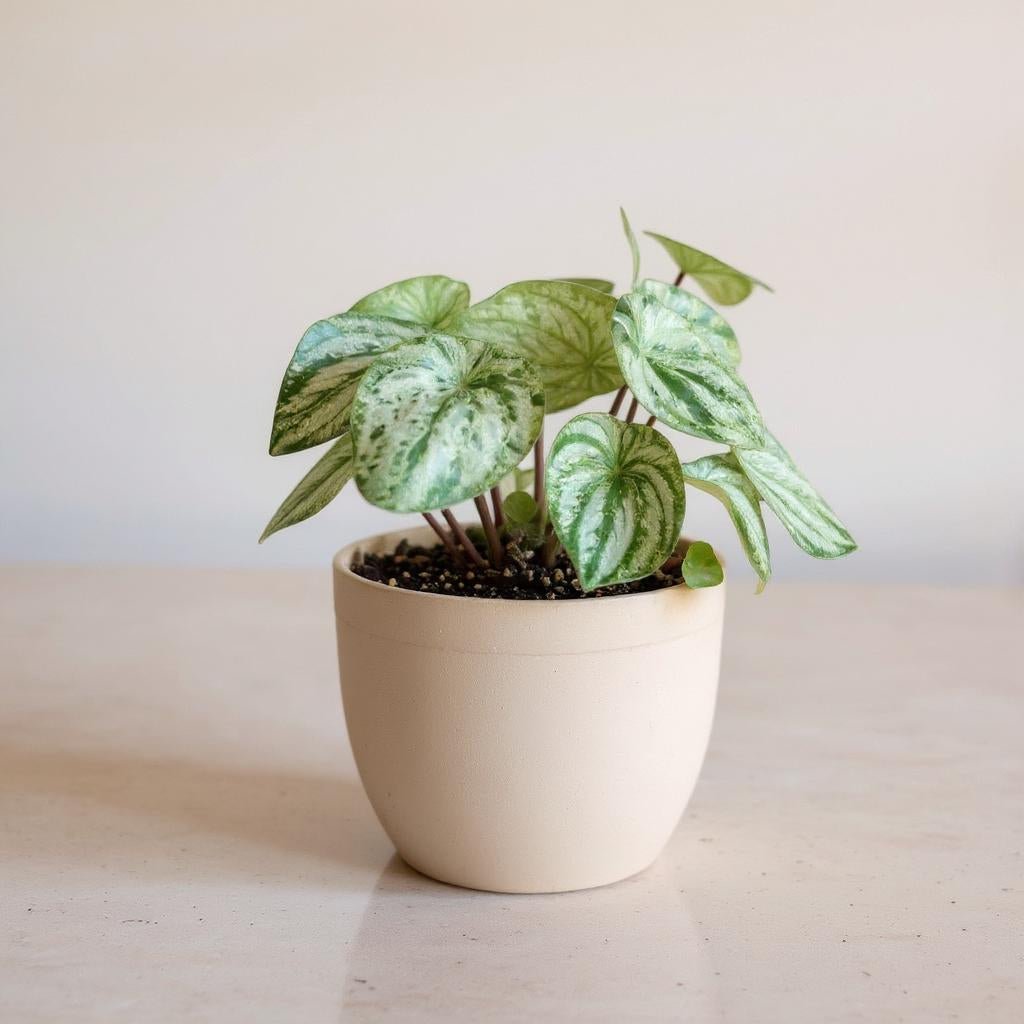 Peperomia Argyreia Variegated Watermelon Peperomia - Pet Safe Non-Toxic Gold Dusted Red Stems Easy Care