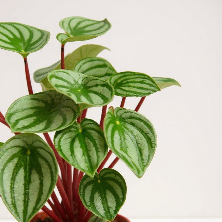 Peperomia Argyreia Watermelon Peperomia - Pet Safe Non-Toxic Watermelon Striped Easy Care Compact