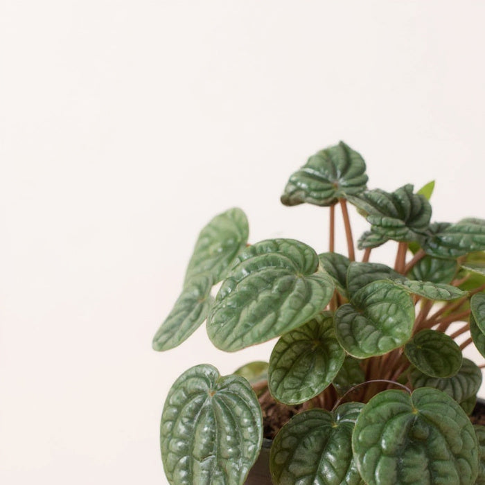 Peperomia Burbella - Pet Safe Non-Toxic Bold Textured Easy Care Statement Plant
