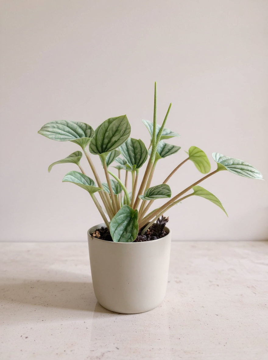 Peperomia Caperata Frost Radiator Plant - Pet Safe Non-Toxic Metallic Silver Rippled Easy Care