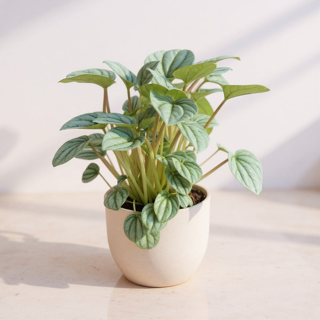 Peperomia Caperata Frost Radiator Plant - Pet Safe Non-Toxic Metallic Silver Rippled Easy Care
