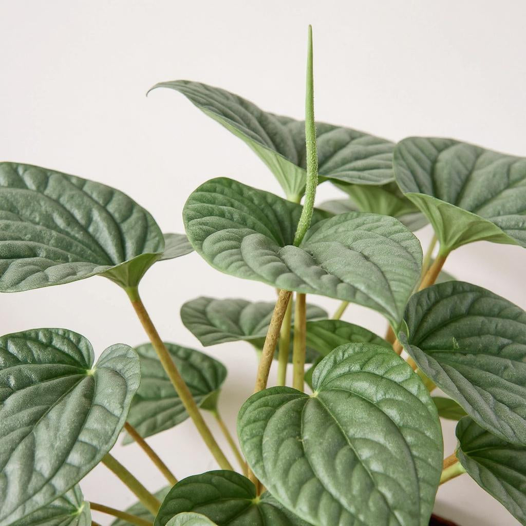 Peperomia Caperata Frost Radiator Plant - Pet Safe Non-Toxic Metallic Silver Rippled Easy Care