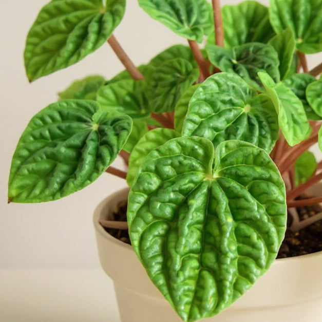 Peperomia Caperata Ripple Radiator Plant - Pet Safe Non-Toxic Textured Green Quilted Easy Care