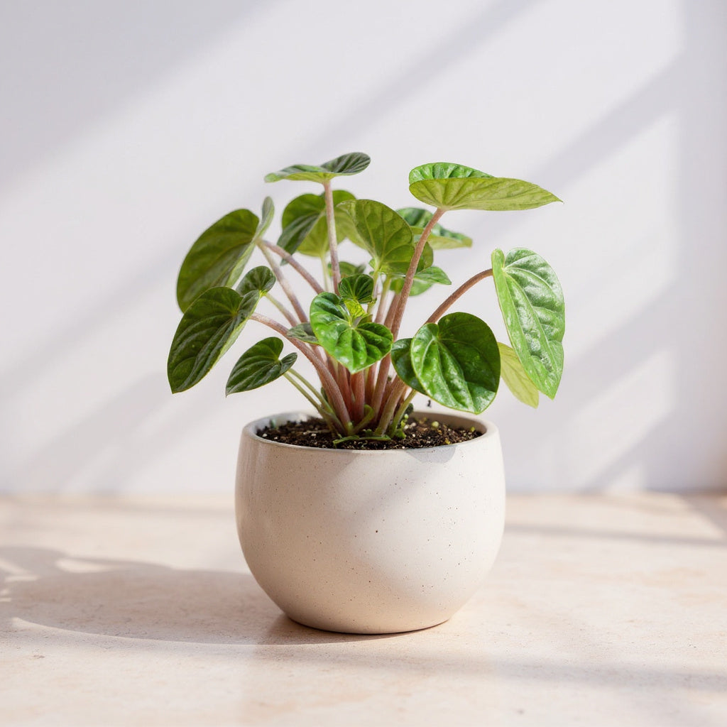 Peperomia Caperata Ripple Radiator Plant - Pet Safe Non-Toxic Textured Green Quilted Easy Care