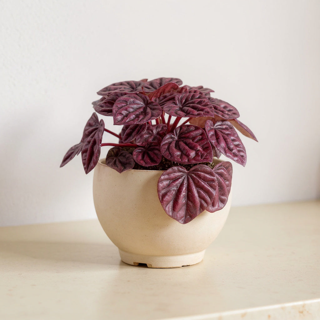 Peperomia Caperata Ripple Red Plant - Pet Safe Non-Toxic Deep Burgundy Rippled Easy Care