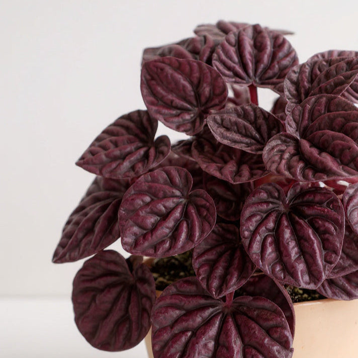 Peperomia Caperata Ripple Red Plant - Pet Safe Non-Toxic Deep Burgundy Rippled Easy Care