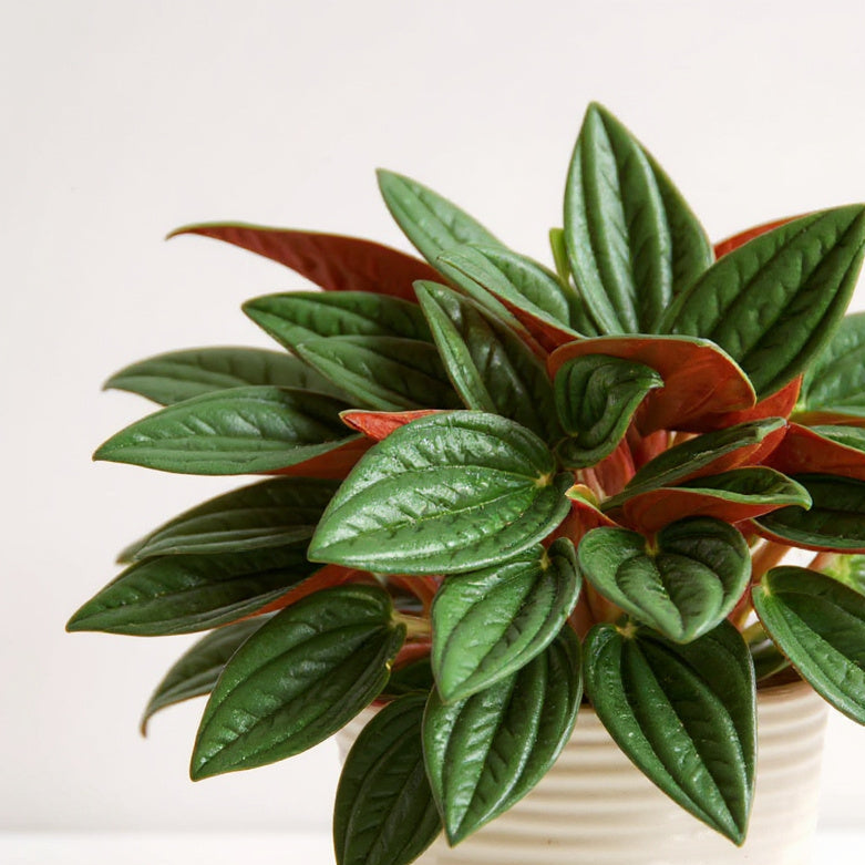 Peperomia Caperata Rosso Ripple Plant - Pet Safe Non-Toxic Emerald Textured Burgundy Undersides Easy Care