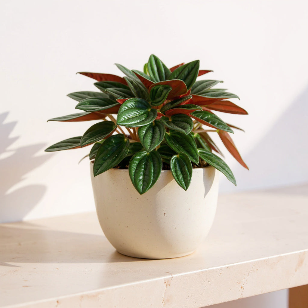 Peperomia Caperata Rosso Ripple Plant - Pet Safe Non-Toxic Emerald Textured Burgundy Undersides Easy Care