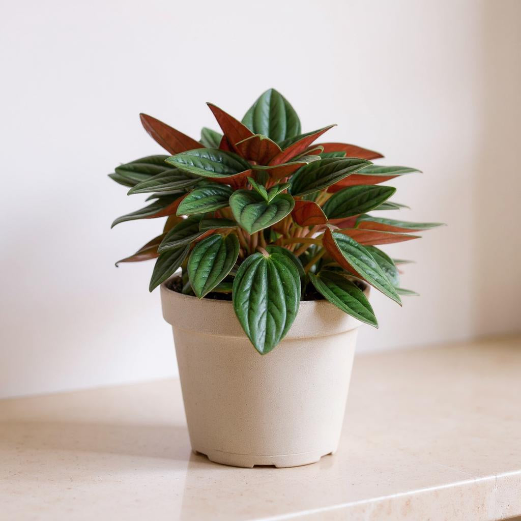 Peperomia Caperata Rosso Ripple Plant - Pet Safe Non-Toxic Emerald Textured Burgundy Undersides Easy Care