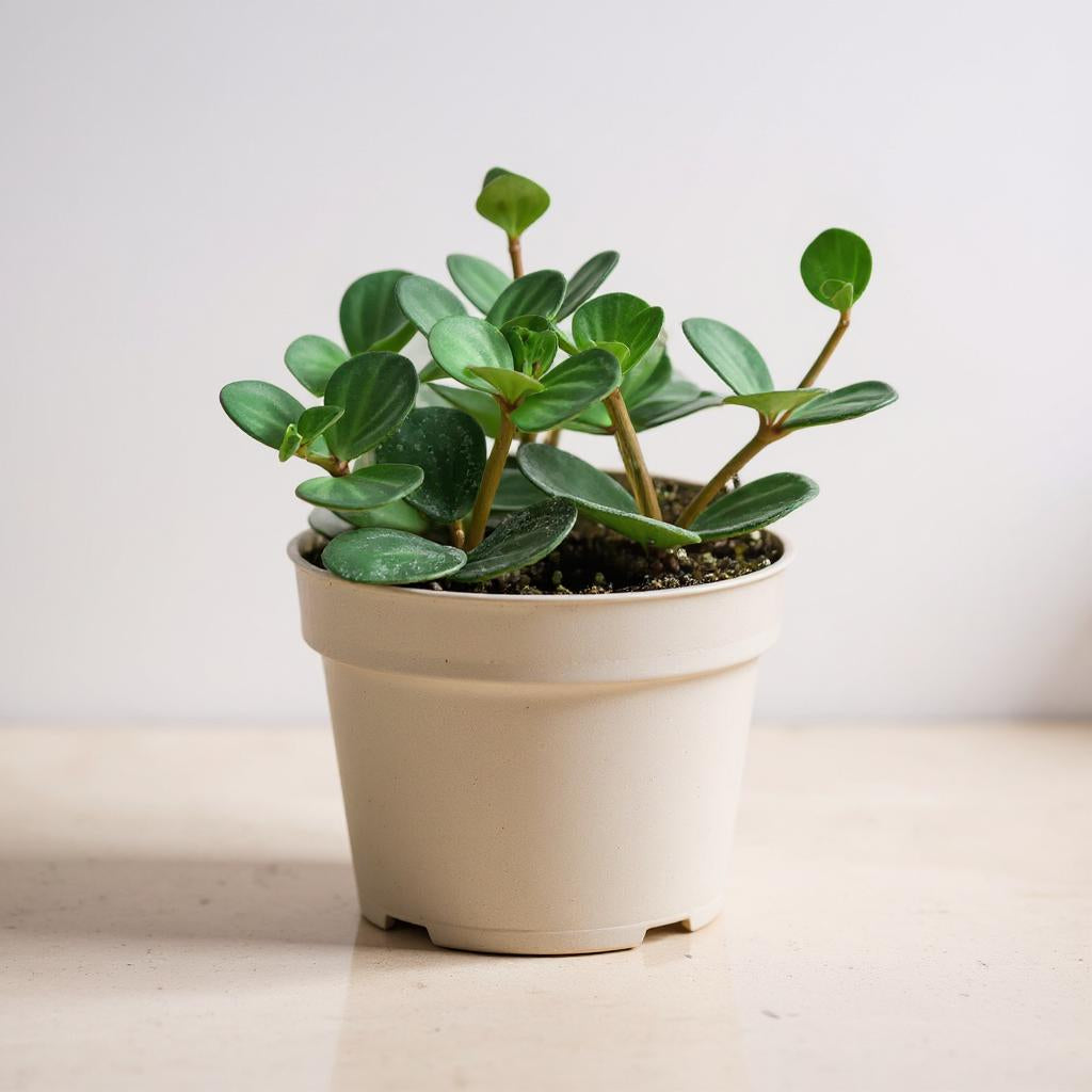 Peperomia Hope Trailing Plant - Pet Safe Non-Toxic Round Succulent Compact Easy Care