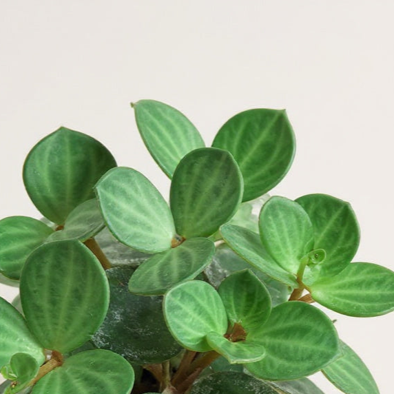 Peperomia Hope Trailing Plant - Pet Safe Non-Toxic Round Succulent Compact Easy Care
