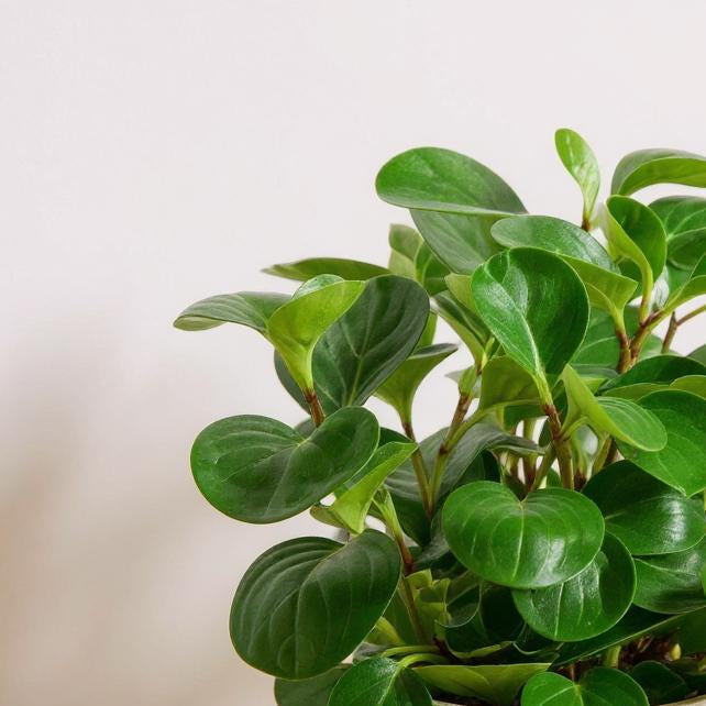 Peperomia Obtusifolia Thailand Baby Rubber Plant - Pet Safe Non-Toxic Glossy Spoon-Shaped Red-Tinged Easy Care