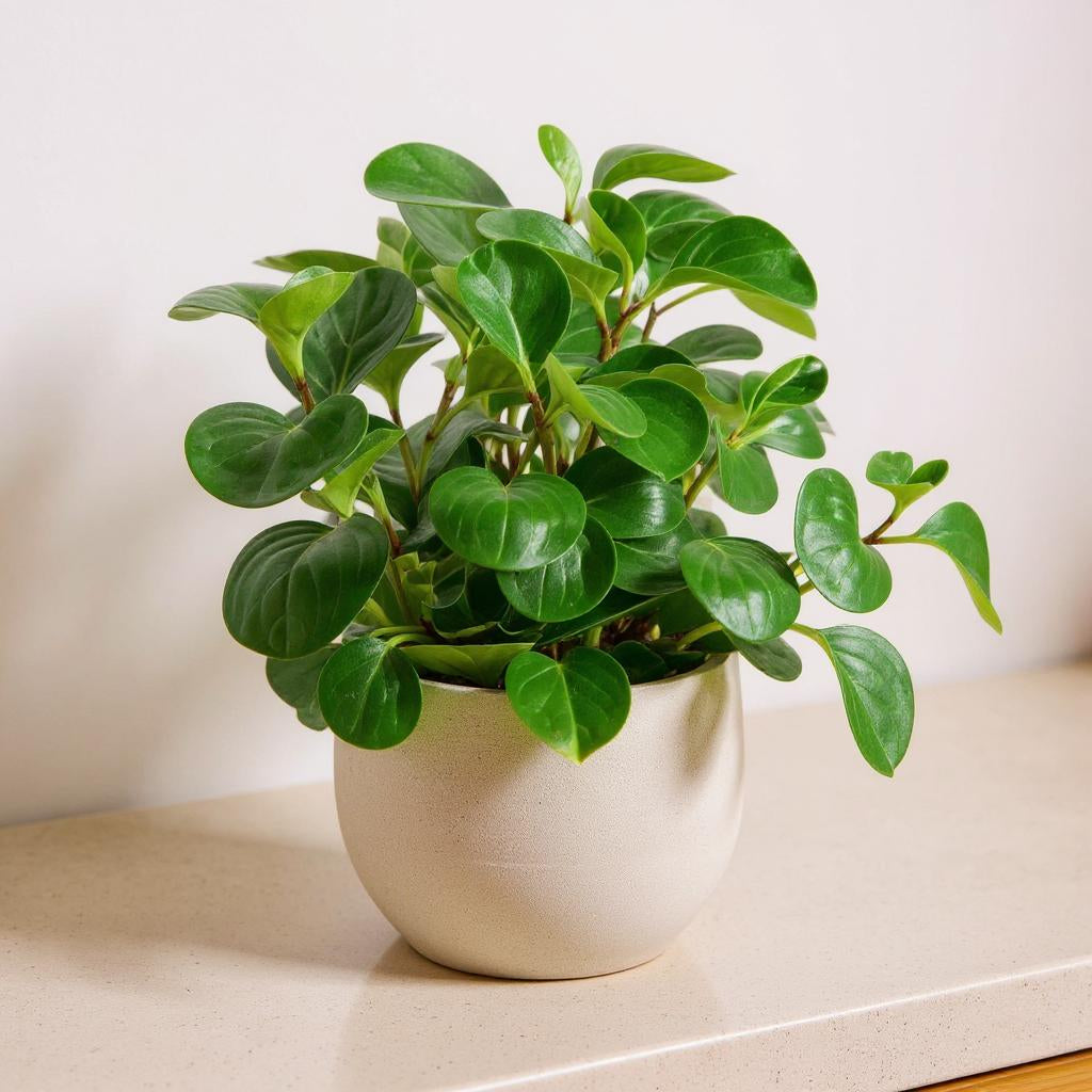 Peperomia Obtusifolia Thailand Baby Rubber Plant - Pet Safe Non-Toxic Glossy Spoon-Shaped Red-Tinged Easy Care
