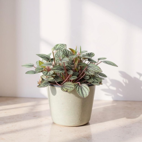 Peperomia Piccolo Banda Peacock Plant - Pet Safe Non-Toxic Houseplant