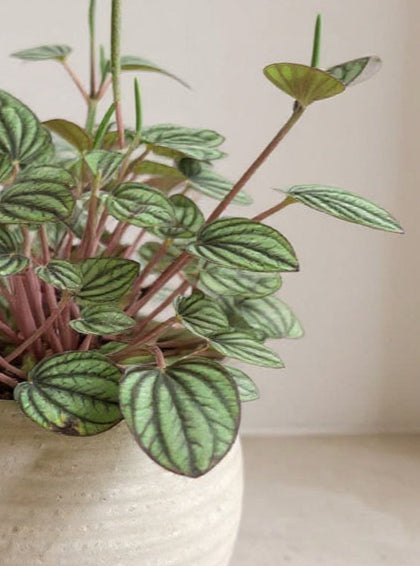 Peperomia Piccolo Banda Peacock Plant - Pet Safe Non-Toxic Houseplant