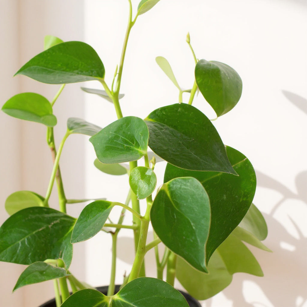 Peperomia Polybotrya Raindrop Plant - Pet Safe Non-Toxic Houseplant