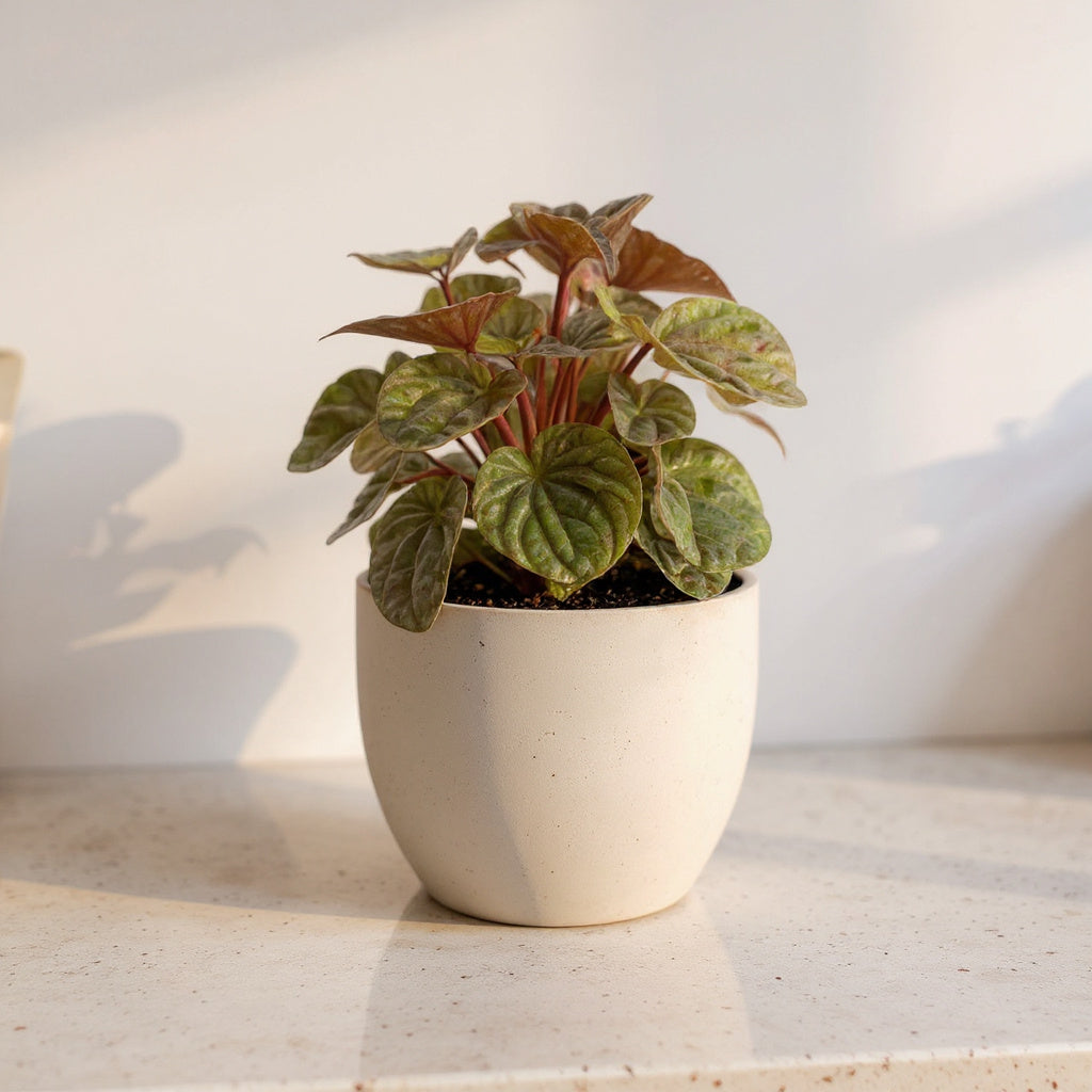 Peperomia Quito - Pet Safe Non-Toxic Trailing Succulent-Like Houseplant