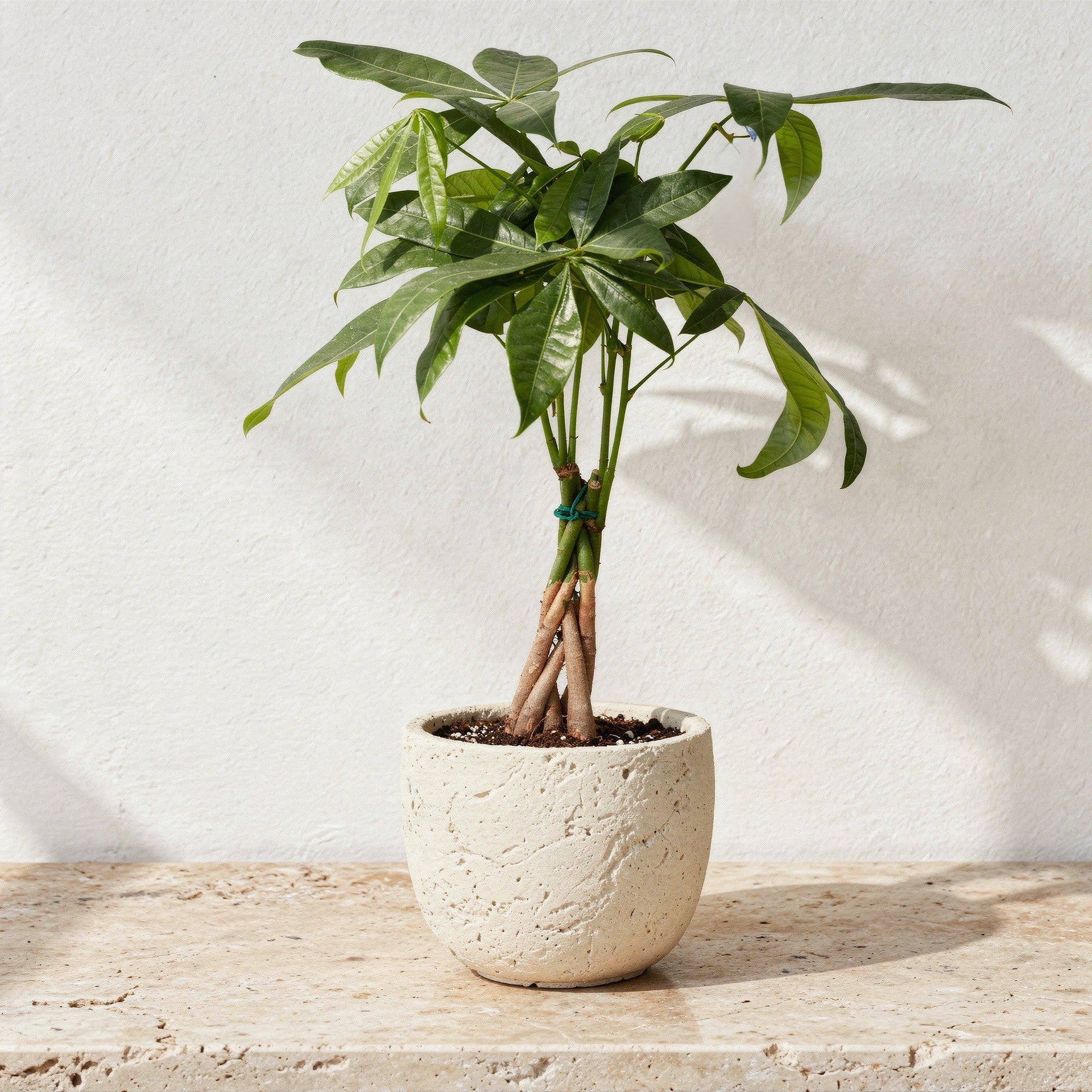 money tree pet safe Pachira Aquatica Guiana Chestnut Money Tree