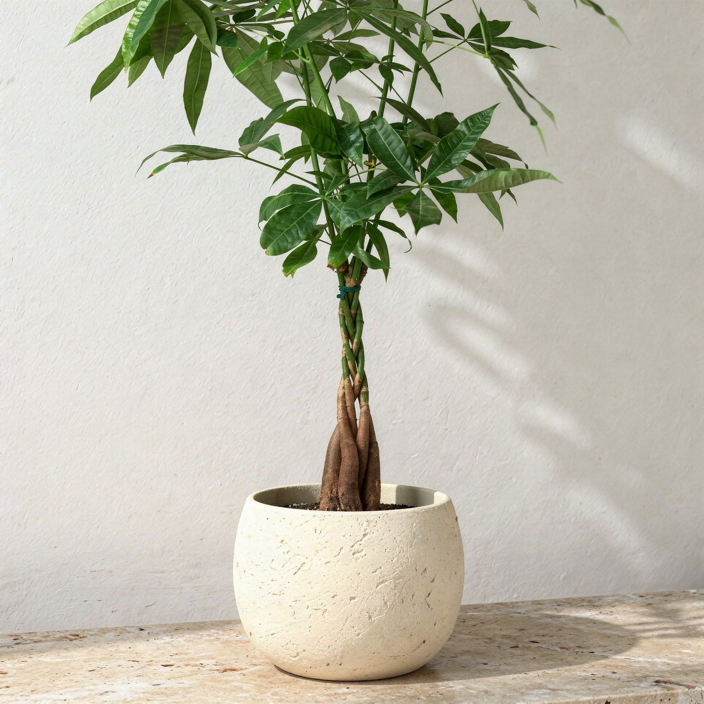 Pachira Aquatica Guiana Chestnut Money Tree - Pet Safe Non-Toxic Braided Trunk