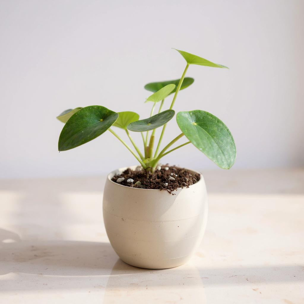 Pilea Peperomioides Chinese Money Plant - Pet Safe Non-Toxic Round Coin Easy Propagating Pancake