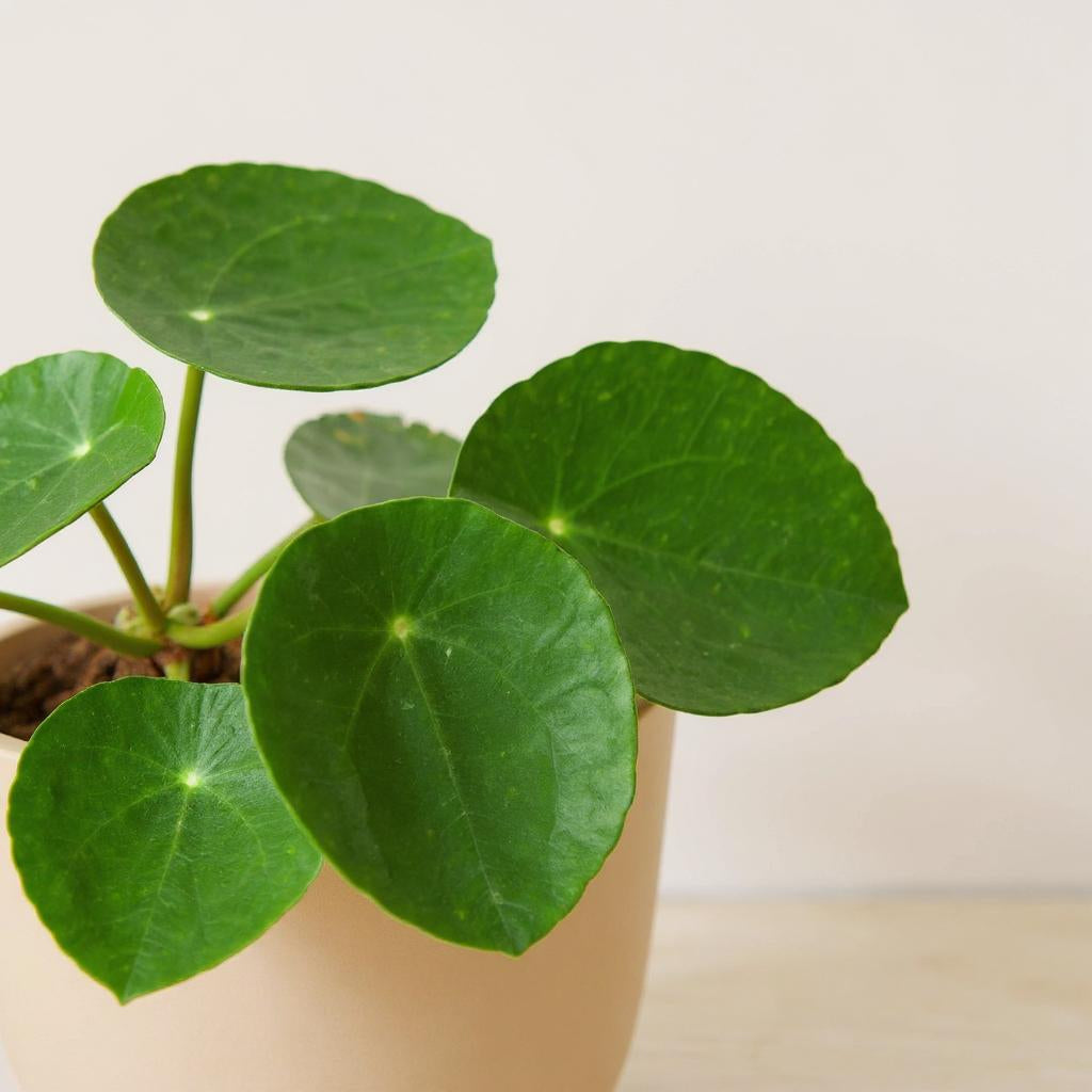 Pilea Peperomioides Chinese Money Plant - Pet Safe Non-Toxic Round Coin Easy Propagating Pancake