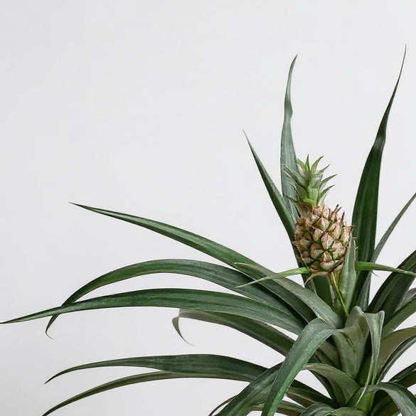 Pineapple Plant Bromeliad - Pet Safe Non-Toxic Edible Fruit Easy Care Indoor