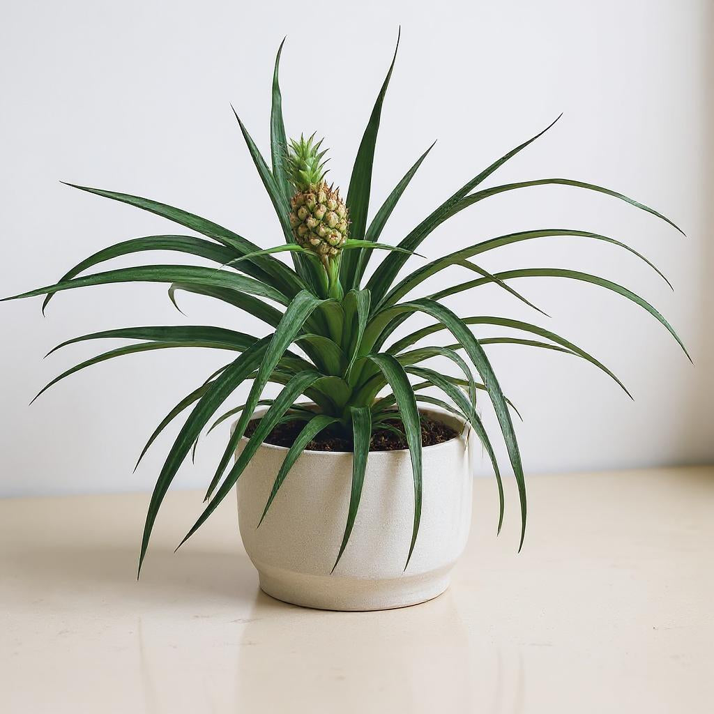 Pineapple Plant Bromeliad - Pet Safe Non-Toxic Edible Fruit Houseplant