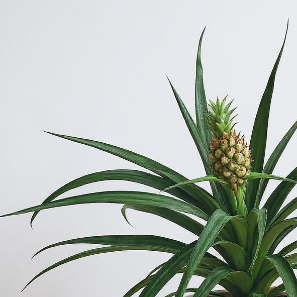 Pineapple Plant Bromeliad - Pet Safe Non-Toxic Edible Fruit Houseplant