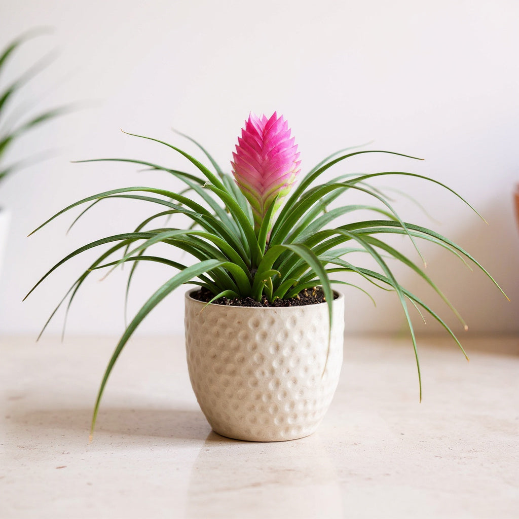 Pink Quill Plant Tillandsia - Pet Safe Non-Toxic Bromeliad Easy Care Indoor