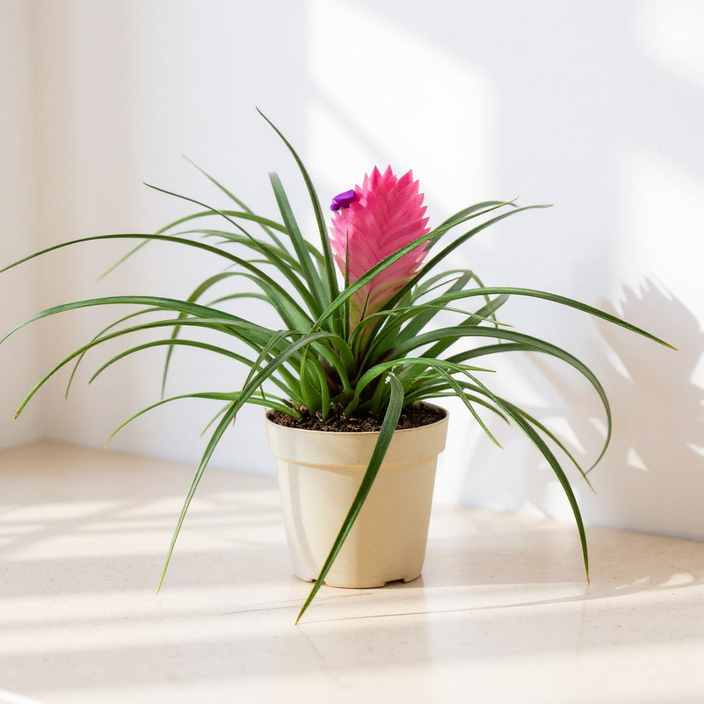 Pink Quill Plant Tillandsia - Pet Safe Non-Toxic Bromeliad Easy Care Indoor