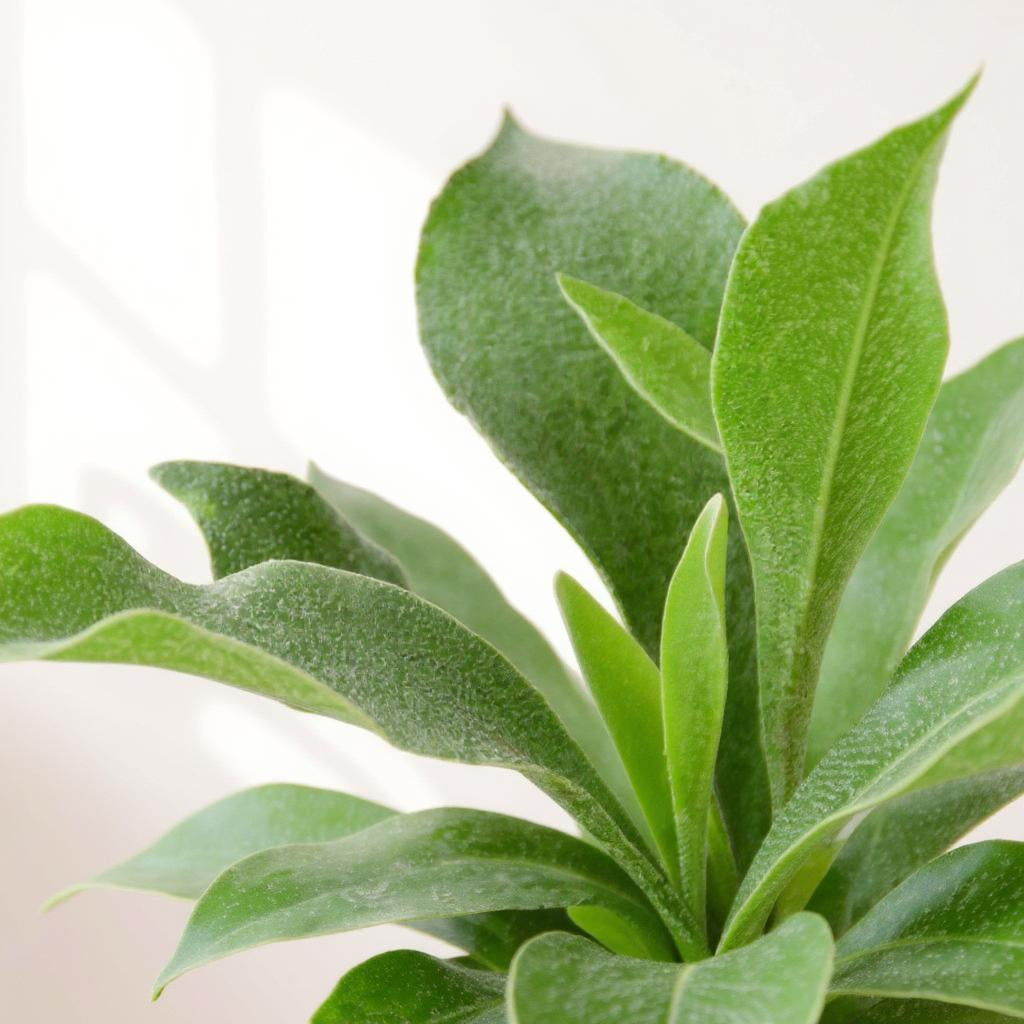 Platycerium Bifurcatum Staghorn Fern - Pet Safe Non-Toxic Mounted Antler Shaped Air Purifying Epiphyte