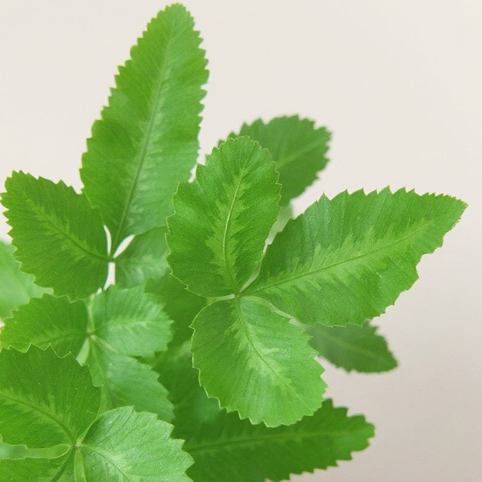 Pteris Cretica Albolineata Silver Ribbon Fern - Pet Safe Non-Toxic Fern Plant