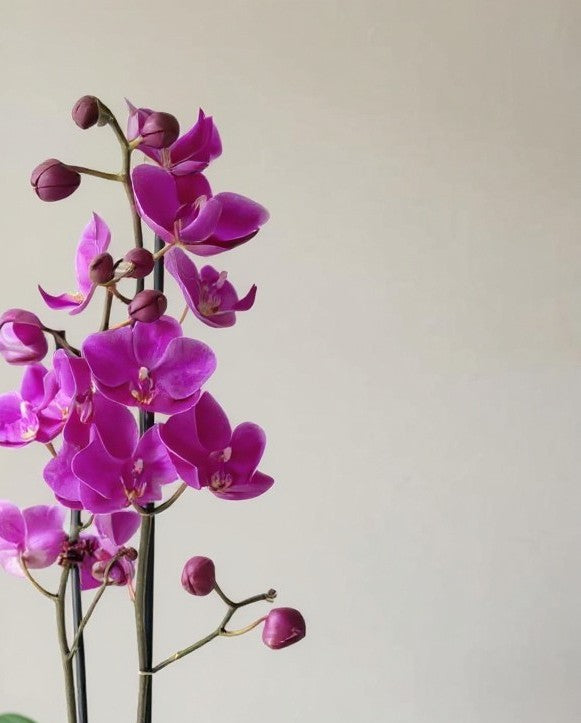 Purple Phalaenopsis Orchid - Pet Safe Non-Toxic Houseplant Easy Care Indoor