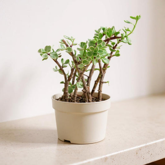 Rainbow Elephant Bush Succulent Plant - Pet Safe Non-Toxic Variegated Houseplant