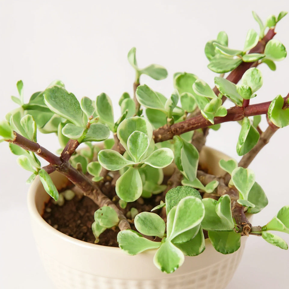Rainbow Elephant Bush Succulent Plant - Pet Safe Non-Toxic Vibrant Variegated Low-Maintenance Easy Care
