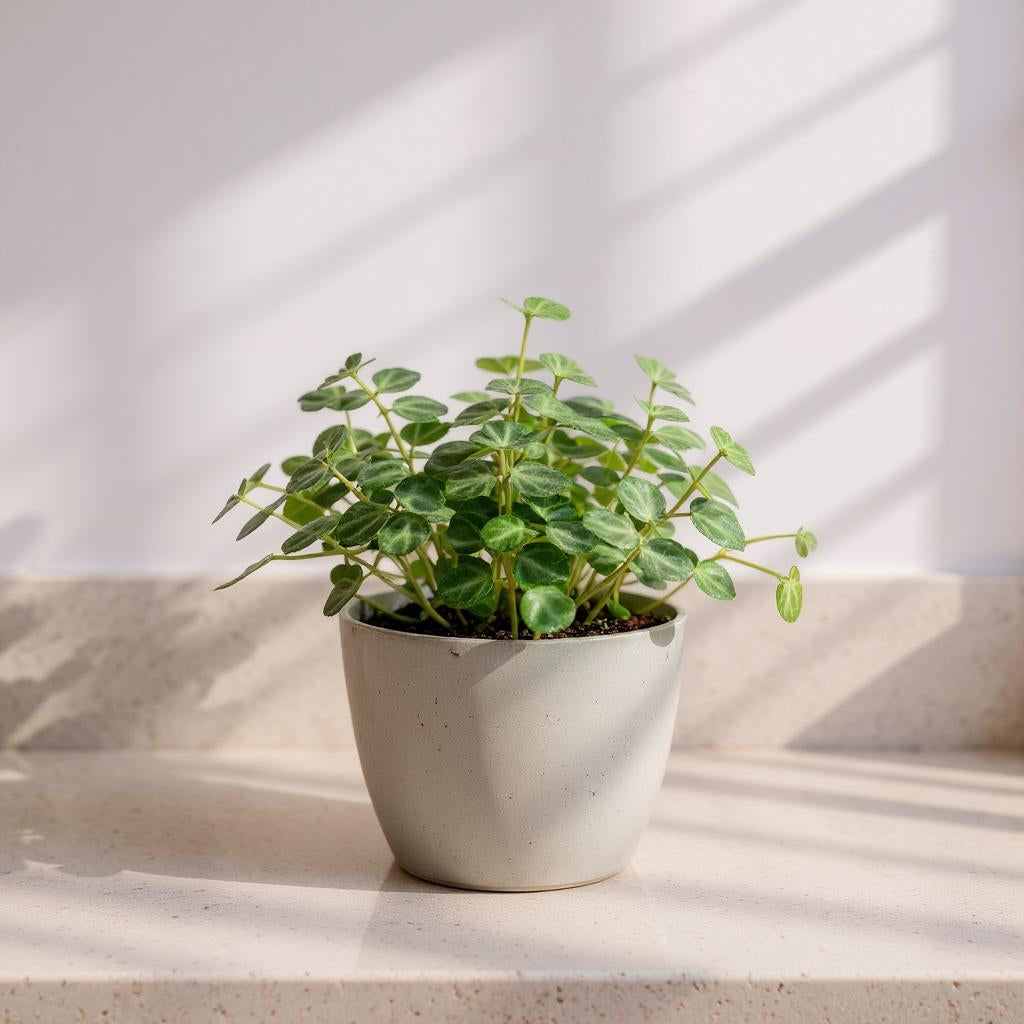 String of Turtles Peperomia prostrata - Pet Safe Non-Toxic Trailing Houseplant